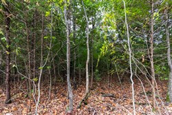 property photo for Heritage Bend Tract 11, 10.6 acres for sale in Taney County, Missouri