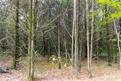 property photo for Heritage Bend Tract 11, 10.6 acres for sale in Taney County, Missouri