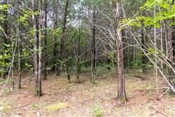 property photo for Heritage Bend Tract 11, 10.6 acres for sale in Taney County, Missouri