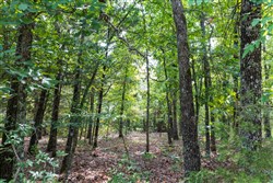 property photo for Heritage Bend Tract 19, 10.04 acres for sale in Taney County, Missouri