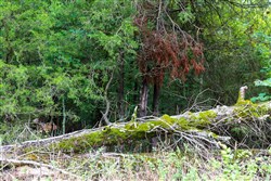 property photo for Heritage Bend Tract 2, 10 acres for sale in Taney County, Missouri