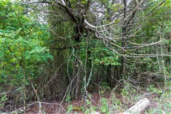property photo for Heritage Bend Tract 2, 10 acres for sale in Taney County, Missouri
