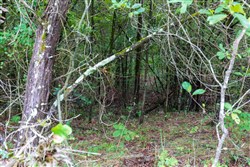 property photo for Heritage Bend Tract 2, 10 acres for sale in Taney County, Missouri