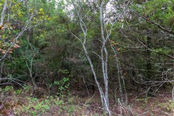 property photo for Heritage Bend Tract 2, 10 acres for sale in Taney County, Missouri