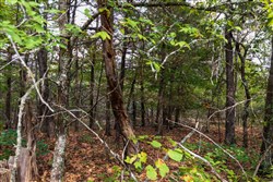 property photo for Heritage Bend Tract 20, 11.27 acres for sale in Taney County, Missouri