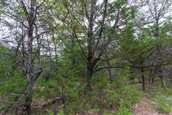 property photo for Heritage Bend Tract 21, 13.62 acres for sale in Taney County, Missouri