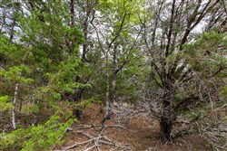 property photo for Heritage Bend Tract 24, 13.76 acres for sale in Taney County, Missouri