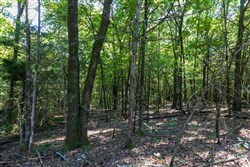 property photo for Heritage Bend Tract 28, 13.91 acres for sale in Taney County, Missouri