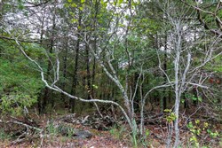 property photo for Heritage Bend Tract 3, 10.18 acres for sale in Taney County, Missouri