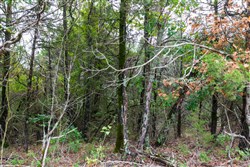 property photo for Heritage Bend Tract 3, 10.18 acres for sale in Taney County, Missouri