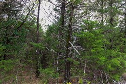 property photo for Heritage Bend Tract 3, 10.18 acres for sale in Taney County, Missouri