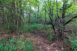 property photo for Heritage Bend Tract 31, 11.53 acres for sale in Taney County, Missouri