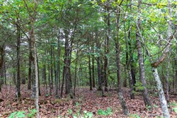 property photo for Heritage Bend Tract 37, 13.04 acres for sale in Taney County, Missouri