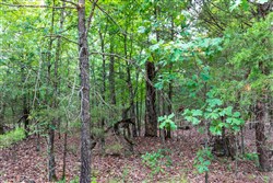 property photo for Heritage Bend Tract 37, 13.04 acres for sale in Taney County, Missouri