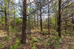 property photo for Heritage Bend Tract 39, 10.85 acres for sale in Taney County, Missouri