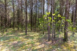 property photo for Heritage Bend Tract 41, 10.04 acres for sale in Taney County, Missouri