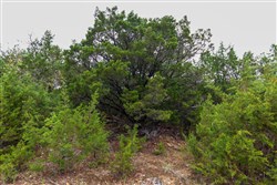 property photo for Heritage Bend Tract 42, 12.93 acres for sale in Taney County, Missouri