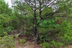 property photo for Heritage Bend Tract 45, 11.71 acres for sale in Taney County, Missouri