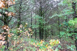 property photo for Heritage Bend Tract 47, 10.59 acres for sale in Taney County, Missouri