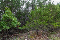 property photo for Heritage Bend Tract 5, 10.08 acres for sale in Taney County, Missouri