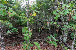 property photo for Heritage Bend Tract 5, 10.08 acres for sale in Taney County, Missouri