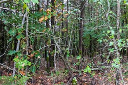 property photo for Heritage Bend Tract 5, 10.08 acres for sale in Taney County, Missouri