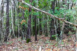 property photo for Heritage Bend Tract 5, 10.08 acres for sale in Taney County, Missouri