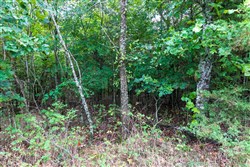 property photo for Heritage Bend Tract 6, 10 acres for sale in Taney County, Missouri