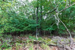 property photo for Heritage Bend Tract 6, 10 acres for sale in Taney County, Missouri