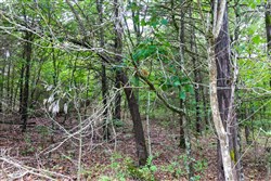property photo for Heritage Bend Tract 8, 10.3 acres for sale in Taney County, Missouri