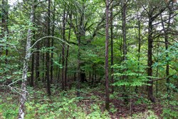 property photo for Heritage Bend Tract 8, 10.3 acres for sale in Taney County, Missouri