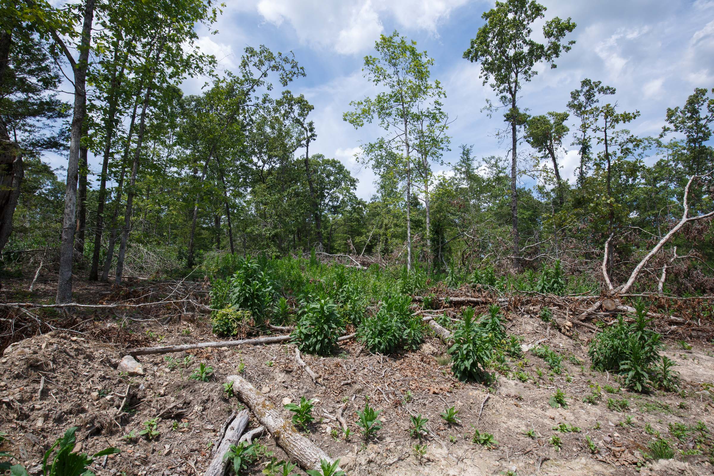 Tract 11 at Wild Wood in Taney County, Missouri