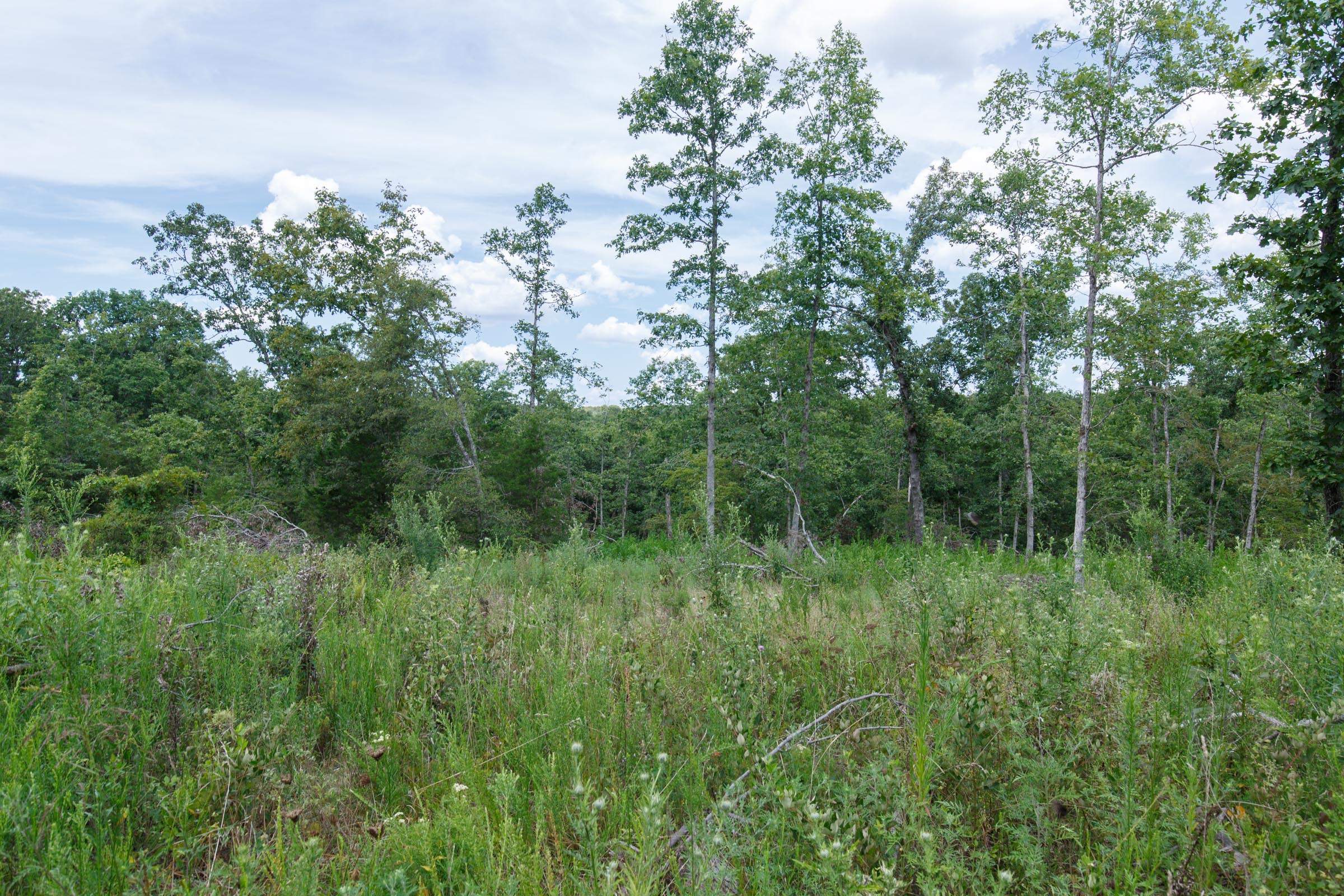 Tract 12 at Wild Wood in Taney County, Missouri