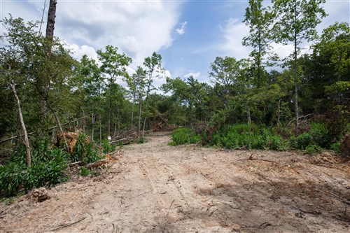 Wild Wood Tract 16