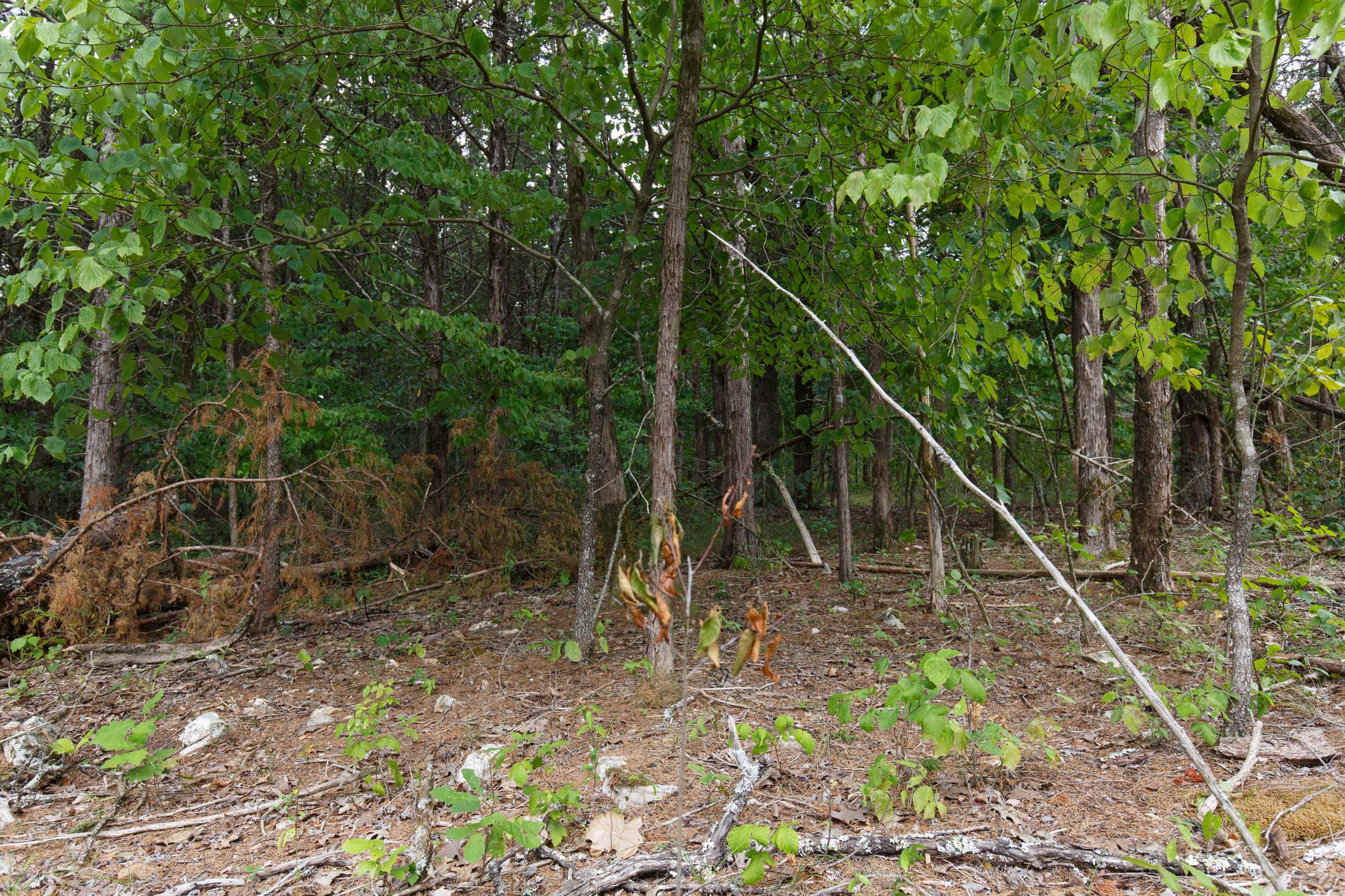 Tract 17 at Wild Wood in Taney County, Missouri