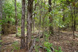 property photo for Wild Wood Tract 18, 10.02 acres for sale in Taney County, Missouri