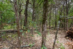 property photo for Wild Wood Tract 18, 10.02 acres for sale in Taney County, Missouri