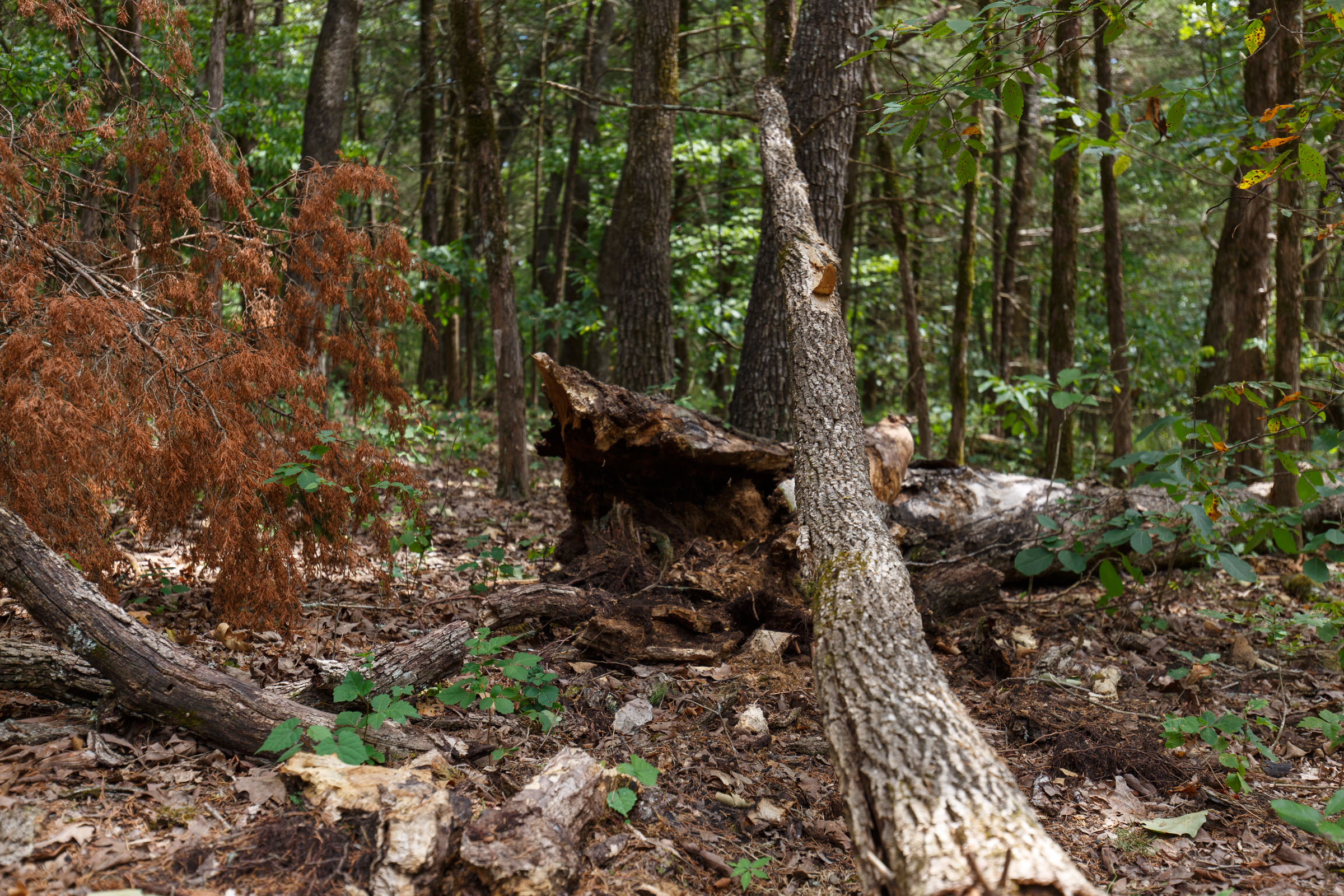 Tract 21 at Wild Wood in Taney County, Missouri