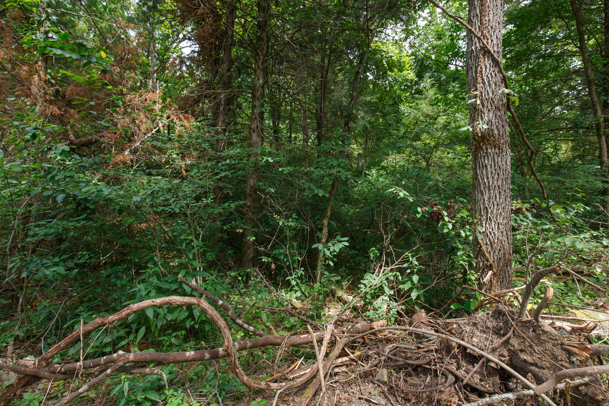 Tract 22 at Wild Wood in Taney County, Missouri