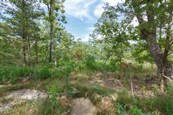 Wild Wood Tract 25