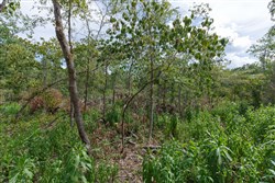 Wild Wood Tract 26