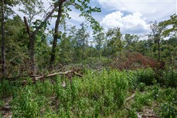 Wild Wood Tract 26