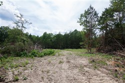 Wild Wood Tract 26