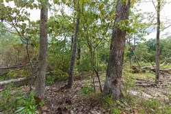 Wild Wood Tract 26