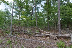Wild Wood Tract 28