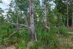 Wild Wood Tract 28