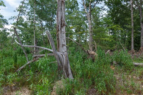 Wild Wood Tract 28