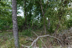 Wild Wood Tract 28