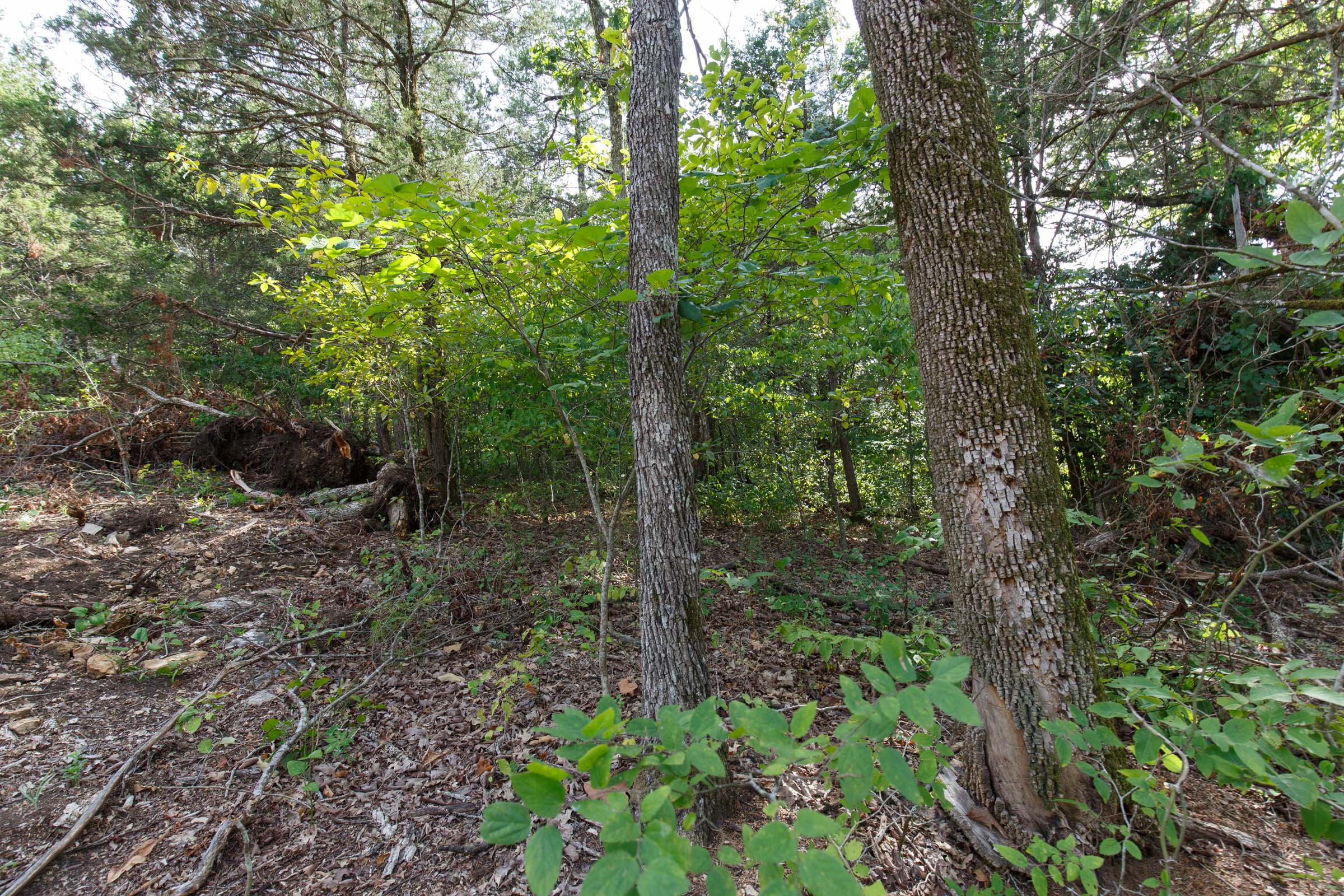 Tract 30 at Wild Wood in Taney County, Missouri