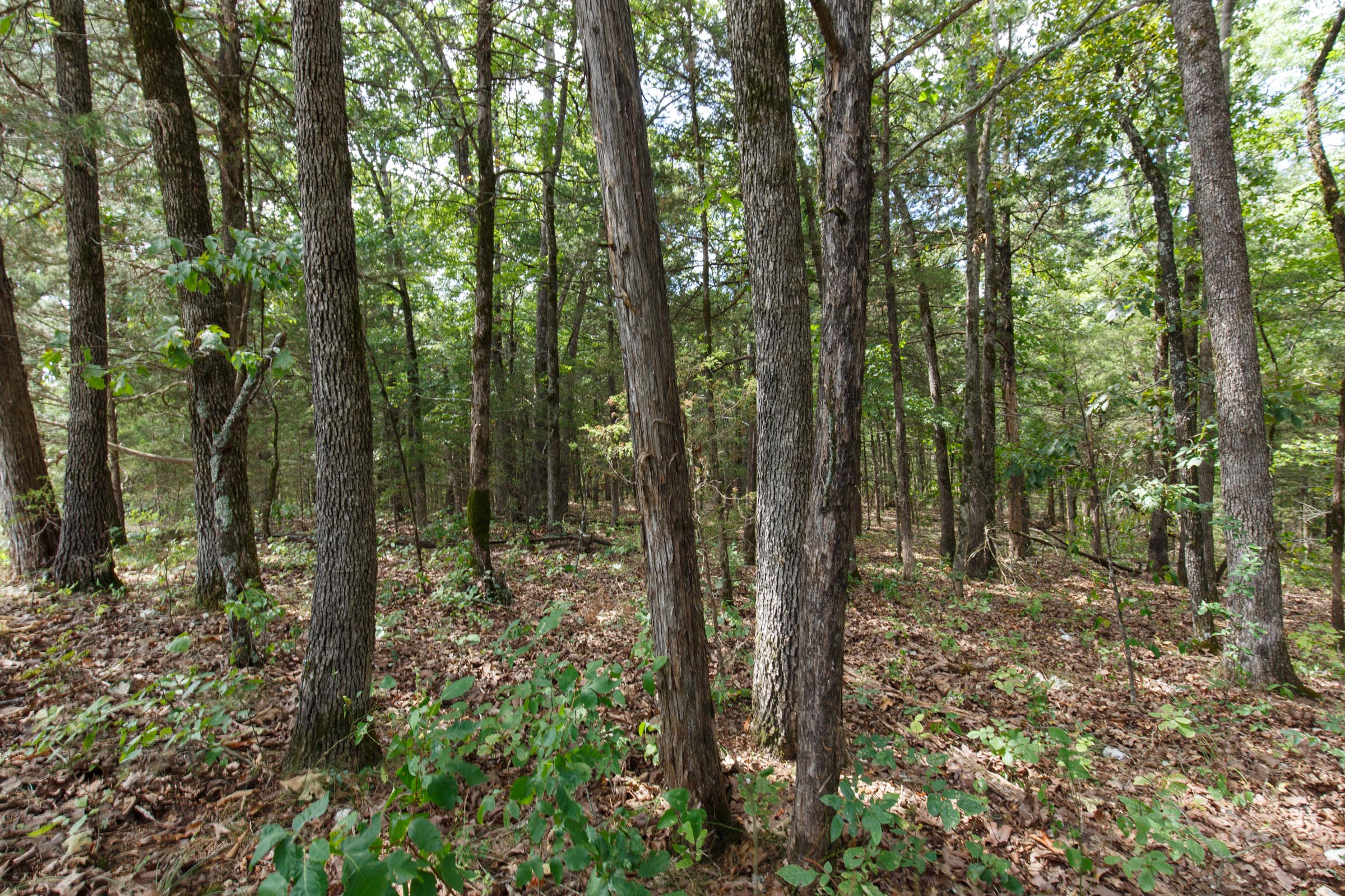 Tract 33 at Wild Wood in Taney County, Missouri